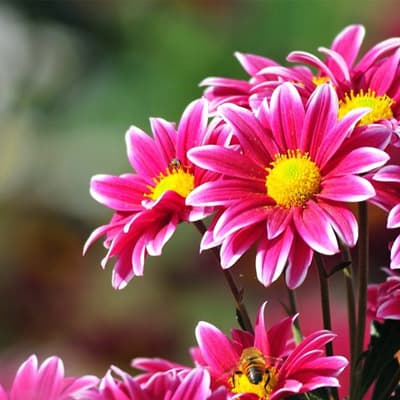 fertilizante-floralia-12691-thumb-1