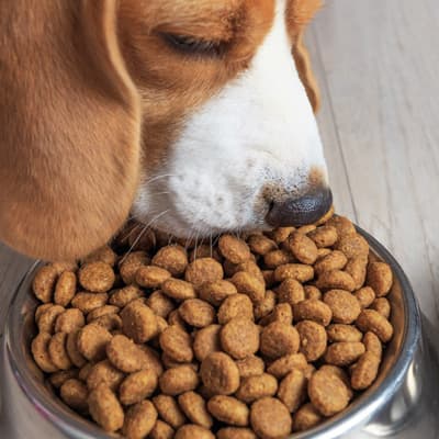plato-de-acero-chico-para-mascota-15724-thumb-2