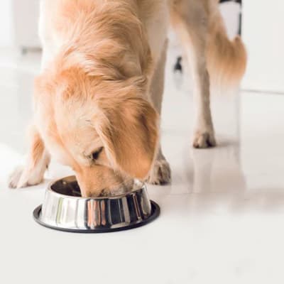 plato-de-acero-grande-para-mascota-22803-thumb-1