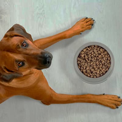 plato-redondo-mediano-para-mascota-22805-thumb-1