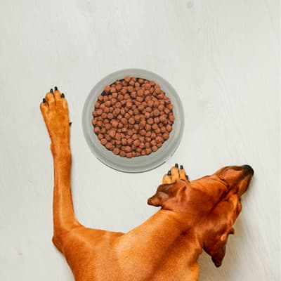 plato-redondo-grande-para-mascota-22806-thumb-1