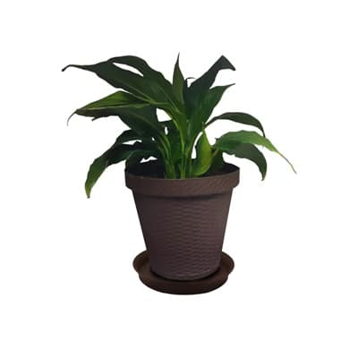 plato-para-maceta-de-18-cm-chocolate-28780-thumb-1