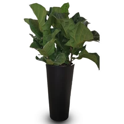 maceta-ficus-60-negro-30538-thumb-1