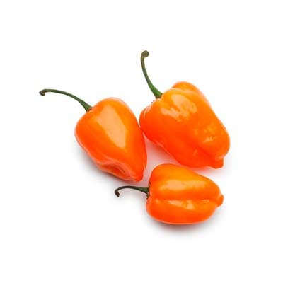 semilla-para-siembra-de-chile-habanero-32839-thumb-1