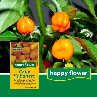 semilla-para-siembra-de-chile-habanero-32839-thumb-2