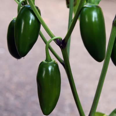 semilla-para-siembra-de-chile-jalapeno-32840-thumb-2