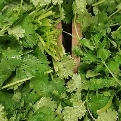 semilla-para-siembra-de-cilantro-32843-thumb-1