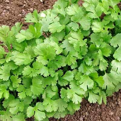 semilla-para-siembra-de-cilantro-32843-thumb-2