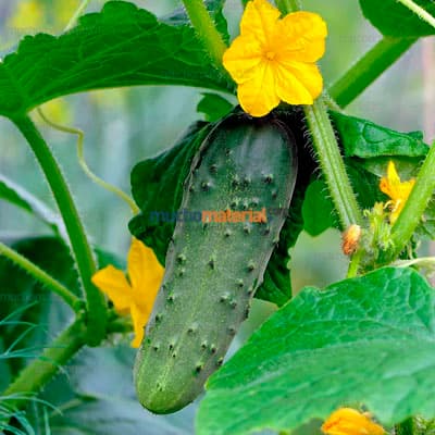 semilla-para-siembra-de-pepino-32857-thumb-2