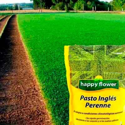 semilla-para-pasto-ingles-perene-happy-flower-1kg-34271-thumb-1