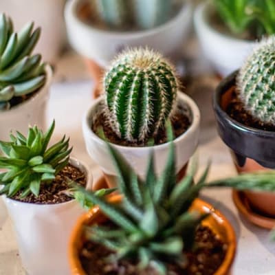 sustrato-para-cactus-y-suculentas-de-8-lts-35086-thumb-1
