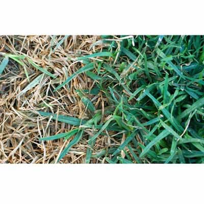 pintura-para-pasto-3-en-1-35088-thumb-1