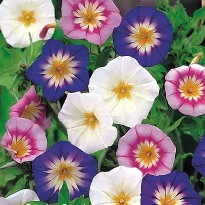 semilla-para-siembra-horta-bella-de-dia-h-120-35324-thumb-1