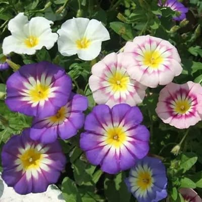 semilla-para-siembra-horta-bella-de-dia-h-120-35324-thumb-2
