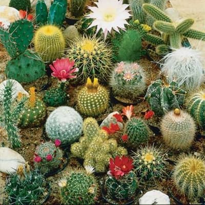 semilla-para-siembra-horta-cactus-variado-h-122-35325-thumb-1