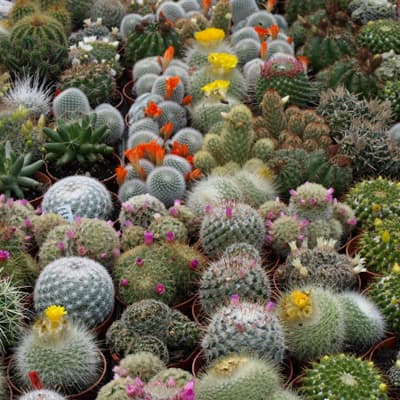 semilla-para-siembra-horta-cactus-variado-h-122-35325-thumb-2
