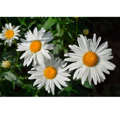 semilla-para-siembra-horta-crisantemo-grande-h-310-35342-thumb-1