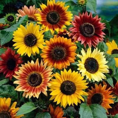 semilla-para-siembra-horta-girasol-h-389-35352-thumb-1