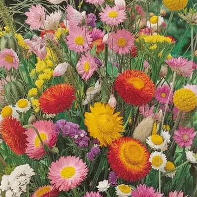 semilla-para-siembra-horta-flores-variadas-h-454-35360-thumb-1