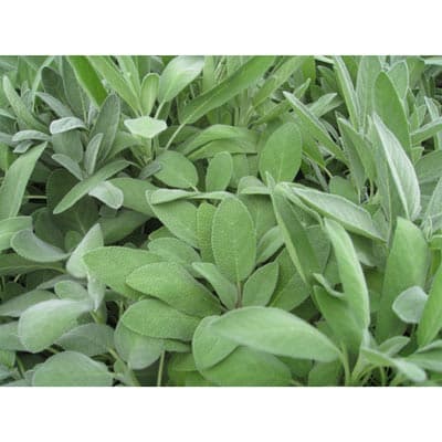 semilla-para-siembra-horta-salvia-h-551-35372-thumb-1