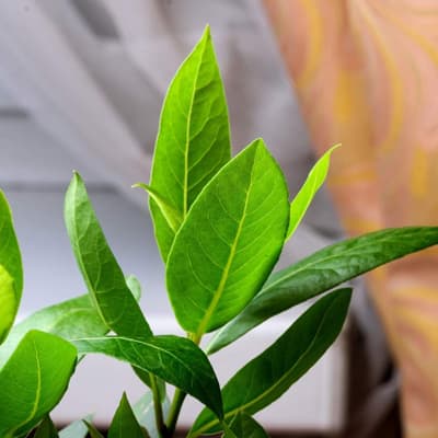 semilla-para-siembra-horta-laurel-h-561-35377-thumb-2