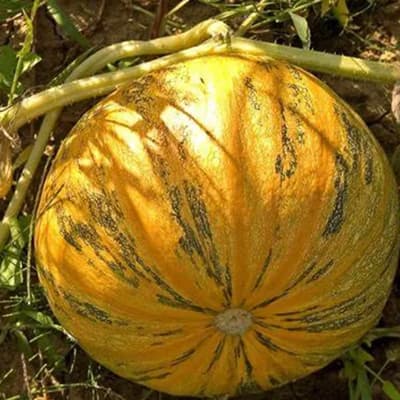 semilla-para-siembra-horta-calabaza-enredadera-h-7-35379-thumb-2