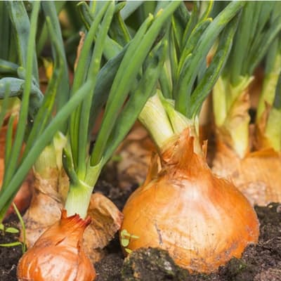 semilla-para-siembra-horta-cebolla-amarilla-h-638-35381-thumb-1