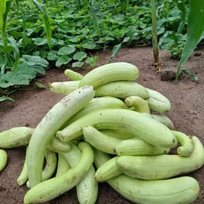 semilla-para-siembra-horta-pepino-blanco-h-725-35388-thumb-2