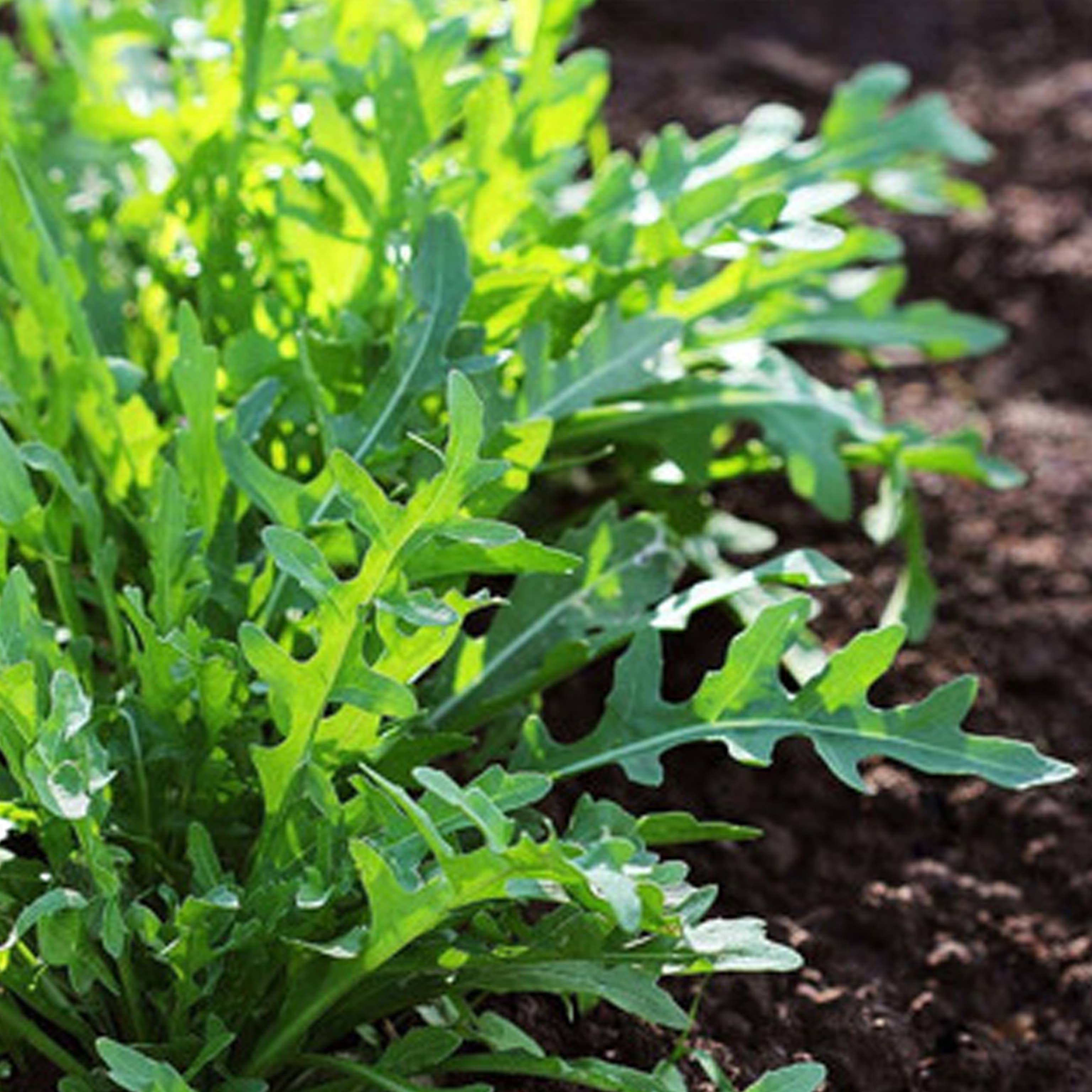 semilla-para-siembra-horta-arugula-h-836-35392-thumb-1