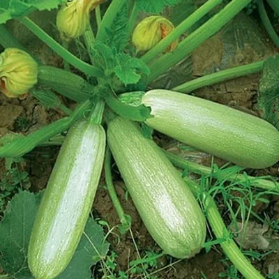 semilla-para-siembra-horta-calabaza-larga-zuchini-35399-thumb-1