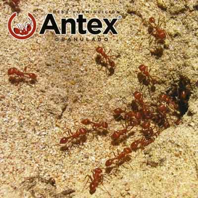 hormiguicida-antex-picadora-35415-thumb-1