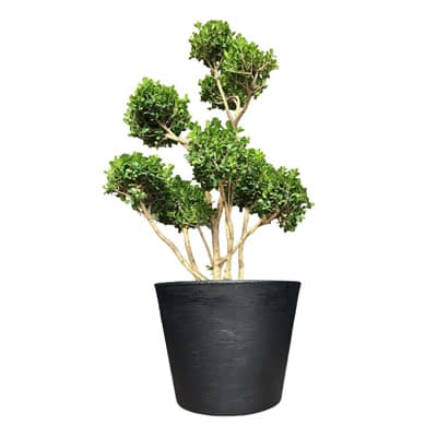 maceta-petunia-36-negro-37671-thumb-1