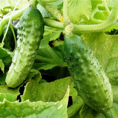 semilla-para-siembra-horta-pepinillo-h-724-35387-thumb-2